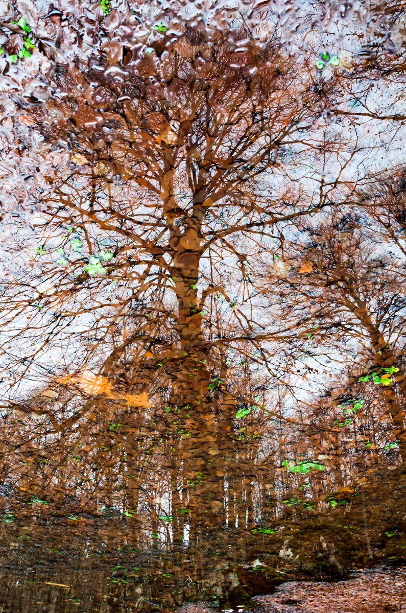 matteod77147188's tweet image. Tree reflection
#TreeReflection #PuddleReflection #ReflectionPhotography #NatureInDetails #SurrealNature #FineArtNature