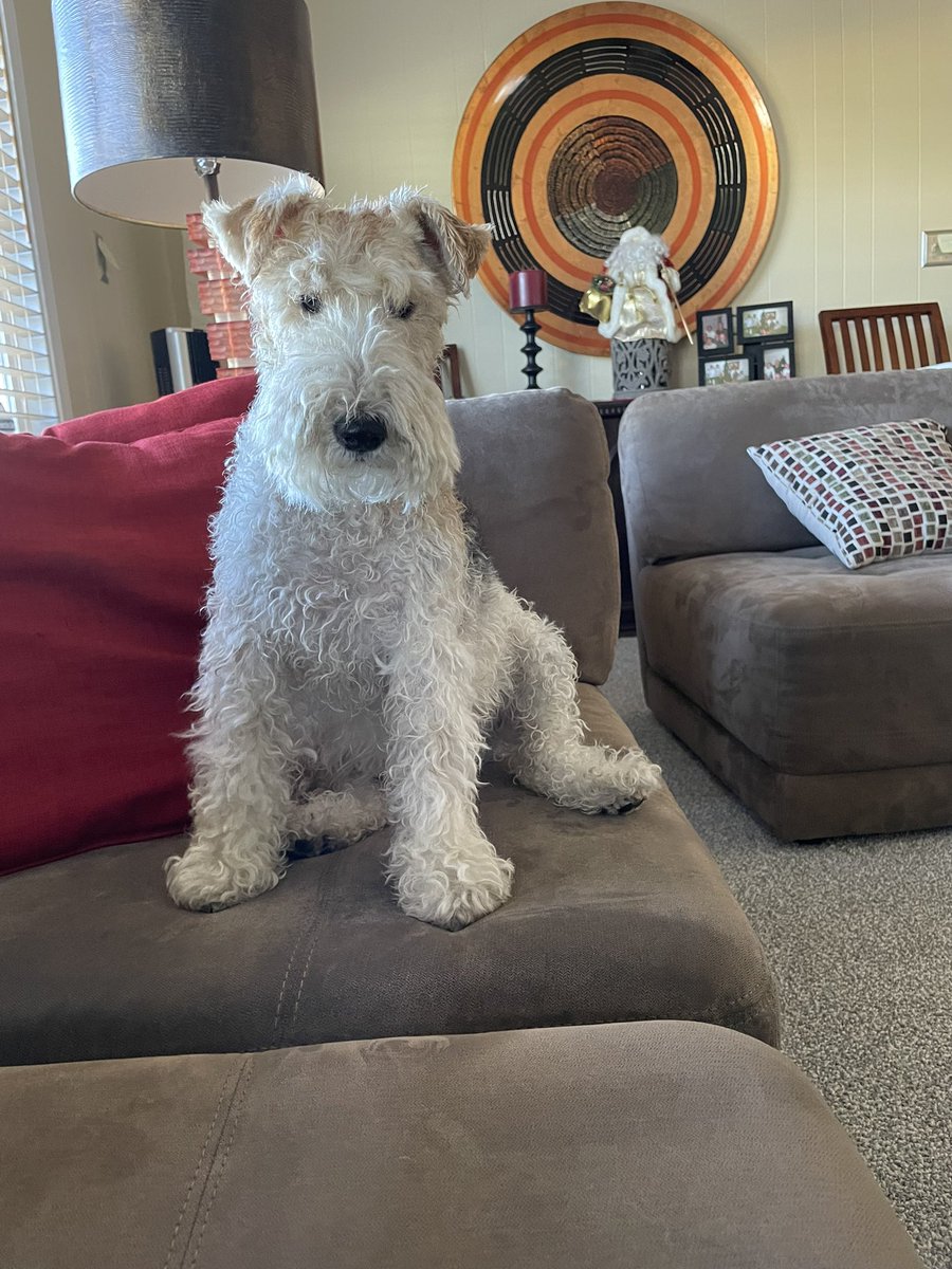 Pals I just had a baff. I can’t wait to play outside once I’m dry so I can get all my good smells back.
