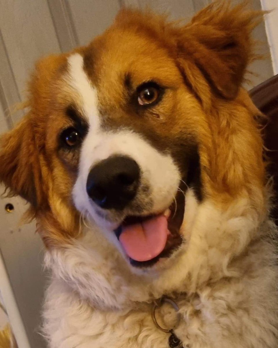 Chester is used to living with cats. He could live with children over 16yrs old.
DOB: 03/02/24 M (not neutered as too young) will be large.  If you like Chester please complete a registration form
1dogatatimerescue.org
Chester will require a couple of meet and greets
#Cambridge