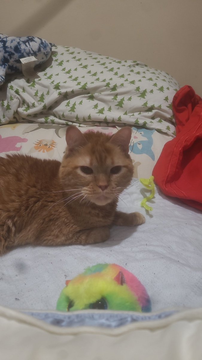 lynnslagle42's tweet photo. Just hanging out #cerebellarhypoplasia #chlove #wobblykitty #chkitty #louiepatchouliblue #smallboi #cuteboi https://t.co/yk7Ncr7prT