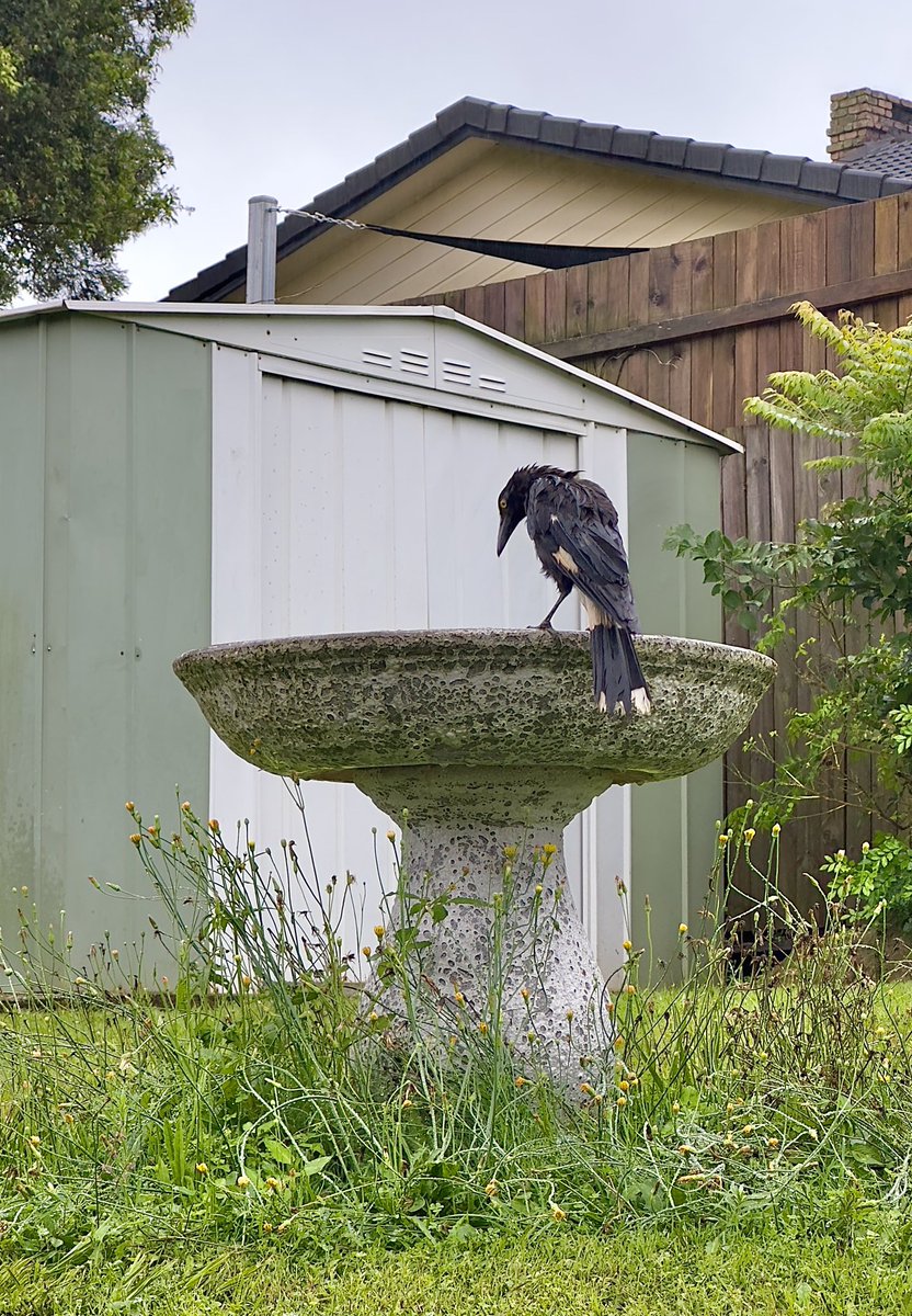 machlooper's tweet photo. A soaked Pied #Currawong having a drink from our overflowing birdbath. Hasnβt stopped raining for 20 hours. Weβll take it.
#rain #backyardbirds #Queensland #weather #Australia https://t.co/UqFh4CX7X6