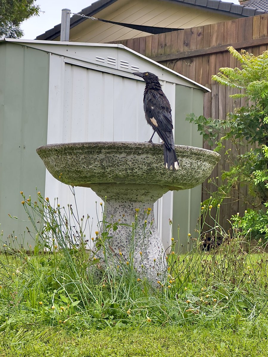 machlooper's tweet photo. A soaked Pied #Currawong having a drink from our overflowing birdbath. Hasnβt stopped raining for 20 hours. Weβll take it.
#rain #backyardbirds #Queensland #weather #Australia https://t.co/UqFh4CX7X6
