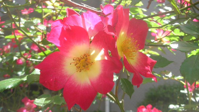 kamisama_kotoba's tweet image. I release my attachments, entrust myself to my Soul, and walk the path of life with ease.

執着を手放し、魂に委ね、寛いで人生の道を歩む。
#entrust #委ねる