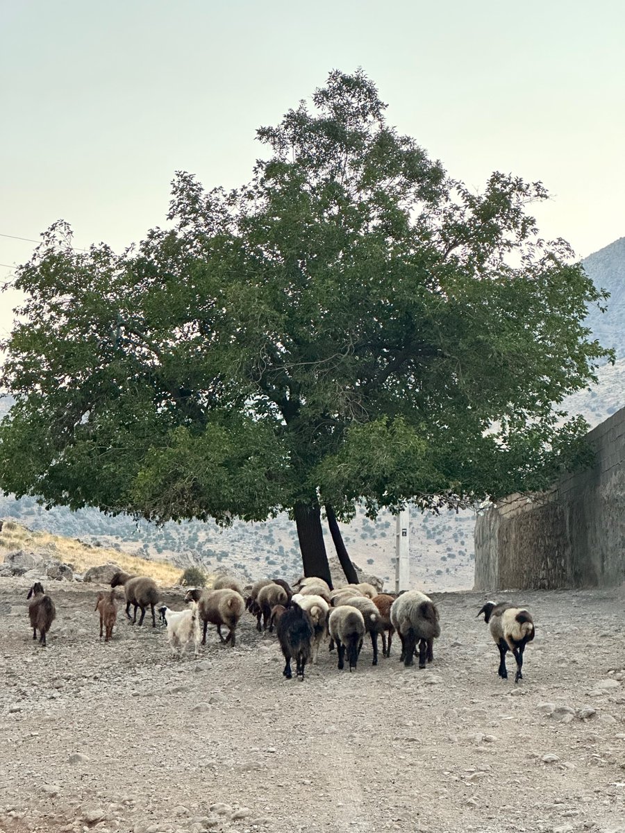 AmirianJavad's tweet image. مثل این :-)
Bisotun, Kermanshah