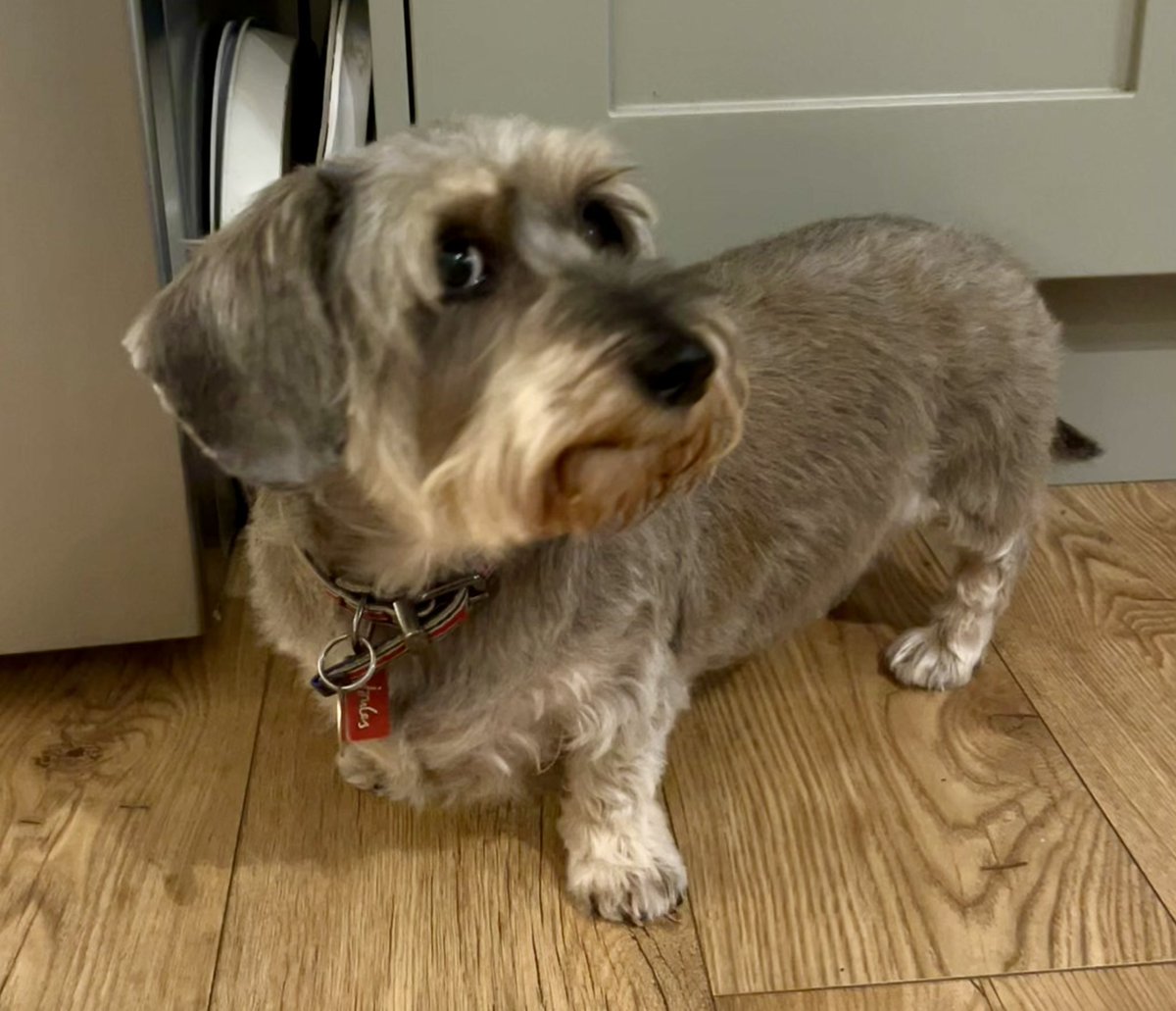 Lottie Loobrush tweet media