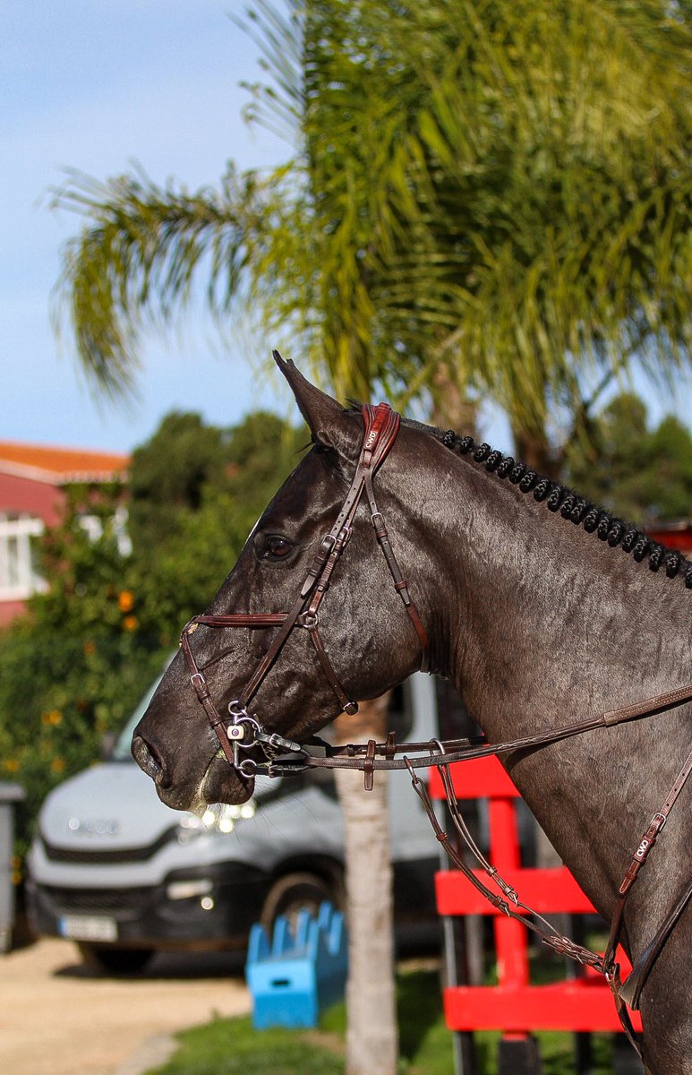 William Whitaker tweet media