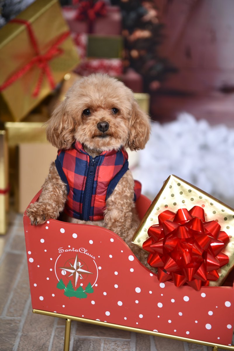 The TeaCup Dog tweet media
