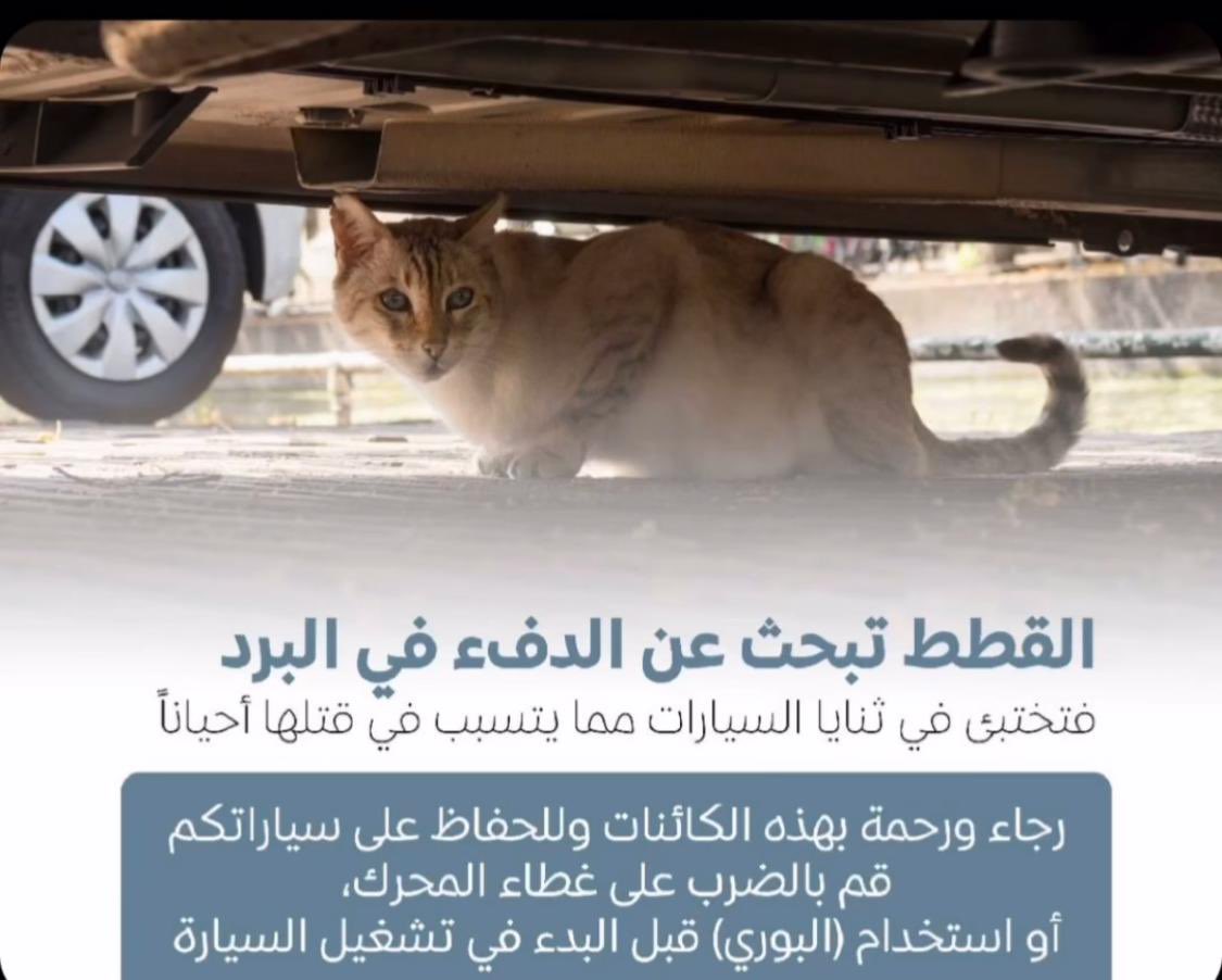 KareQ8's tweet photo. لا تنسون القطاوة بهالبرد 🙏🏼 إذا تقدرون تحطون لهم بيوت حتى لو كراتين بس يتغلفون بنايلون عشان المطر وداخلهم لحاف يدفيهم، أو عالأقل بس جيكوا سياراتكم قبل لا تشغلونها https://t.co/X6GMbJNPBi