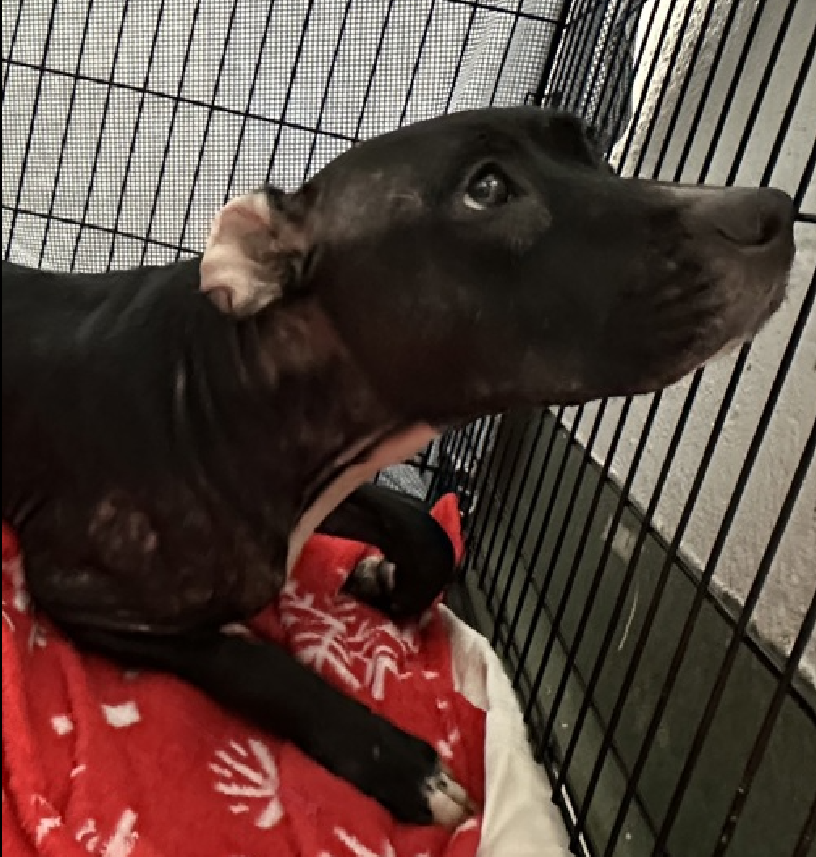NMBewitched's tweet photo. @JustinBrannan @BobHoldenNYC @JoannAriola32 @Lynn4NYC
This is horrifying
Magnolia has suffered for 2 weeks at #NYCACC with a pelvic fracture & unable to walk
Today she was finally posted on the app as a new intake
https://t.co/XoJCwmlK0i
Inhumane treatment in #NYC https://t.co/g9NG0HhpzM