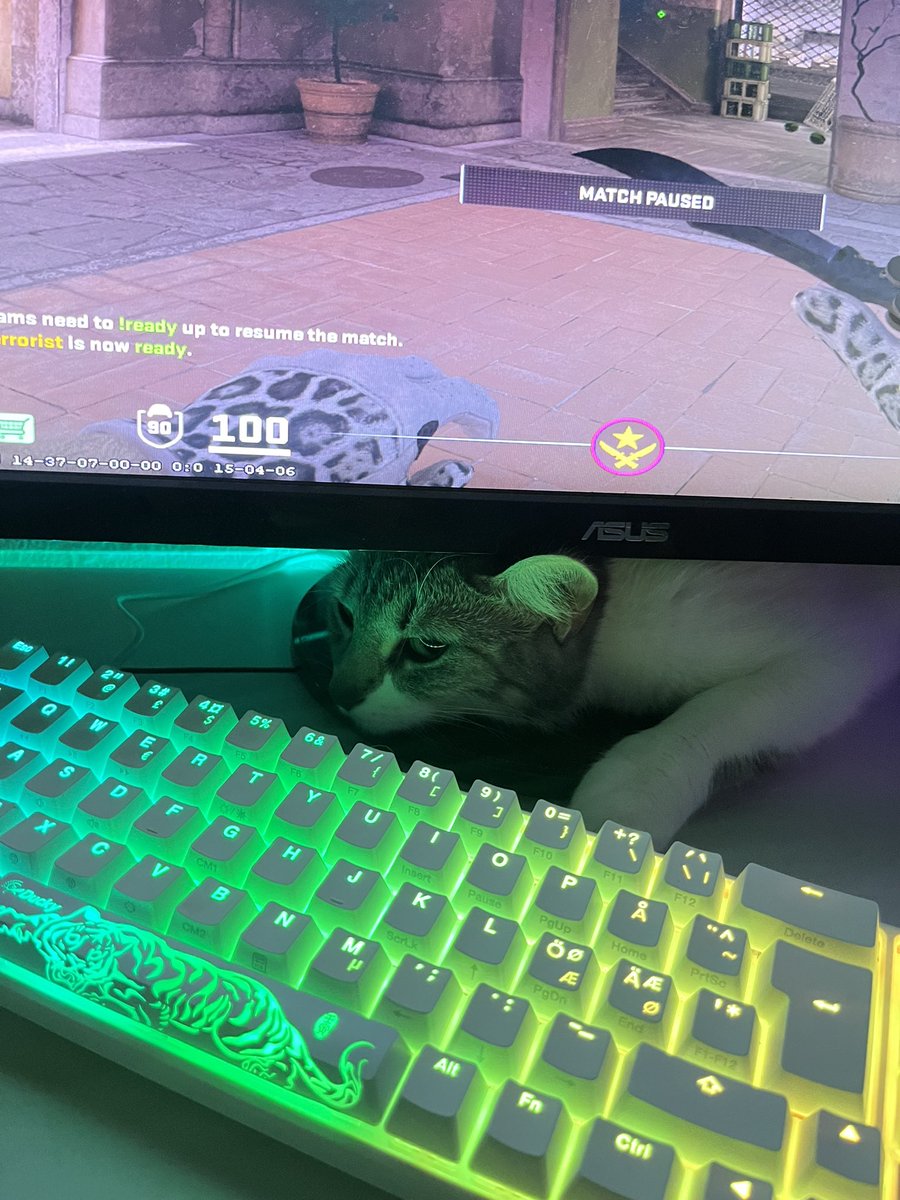 wilsuucs's tweet photo. Spot the kittycat? https://t.co/OXkANbawHC