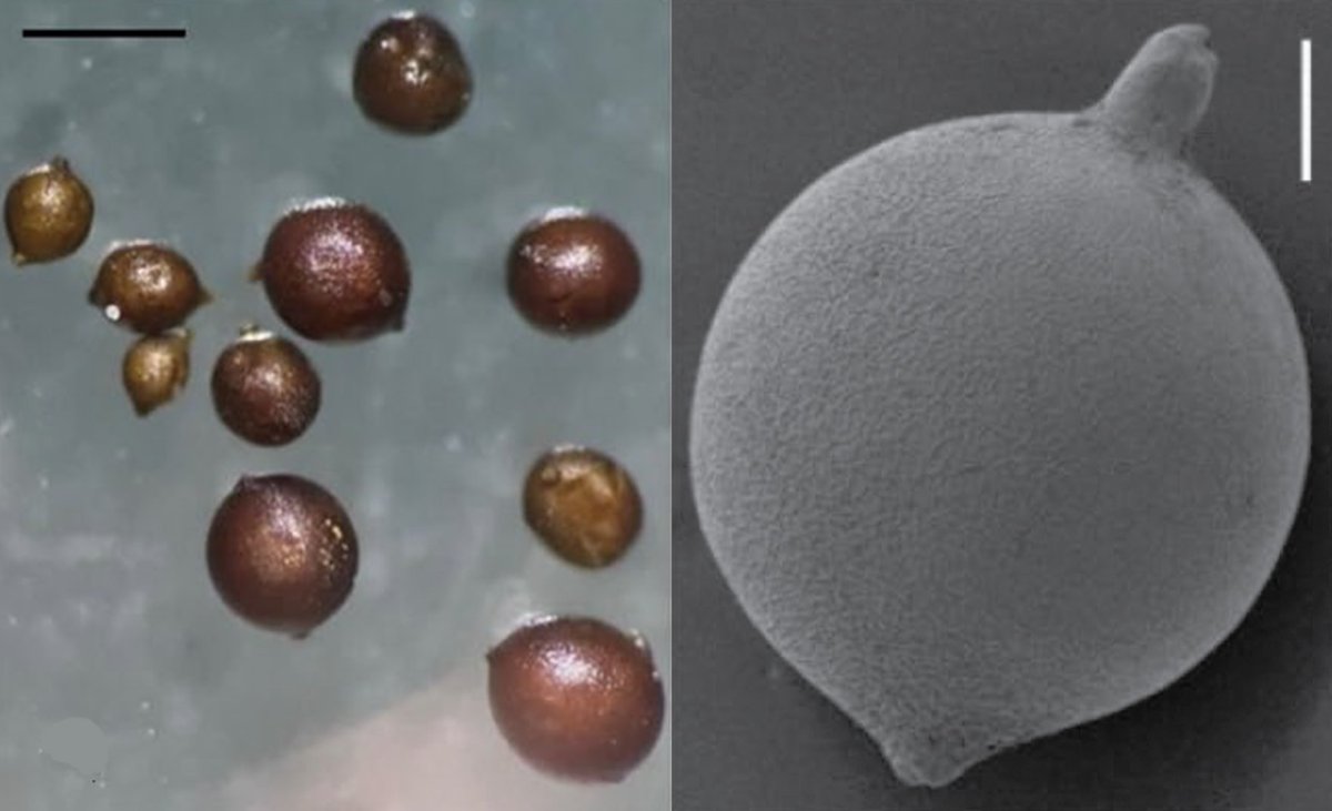 Most nematodes have long, thin bodies, but for root cyst nematodes - the body is ROUND.

This paper is about Cactodera xinanensis, a newly described species of root cyst nematode which was found in the roots and rhizosphere of potatoes.
#WormWednesday 
cambridge.org/core/journals/…