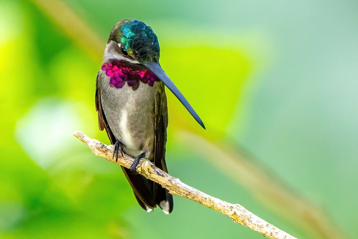 mitoGFP's tweet photo. It is all about finding the right light. Long-billed starthroat #BirdsSeenIn2024 #birding #BirdTwitter #birdsoftrinidad #BirdsOfTwitter #birdphotography #TrinidadandTobago #Trinidad #visitrinidad #hummingbird https://t.co/QUfr1PV2NB