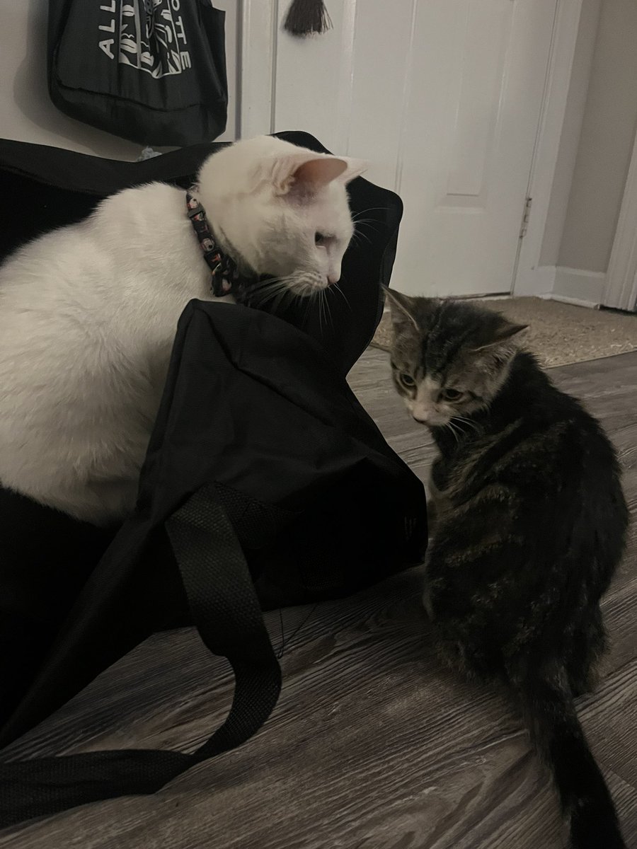 Paul Blart tweet media