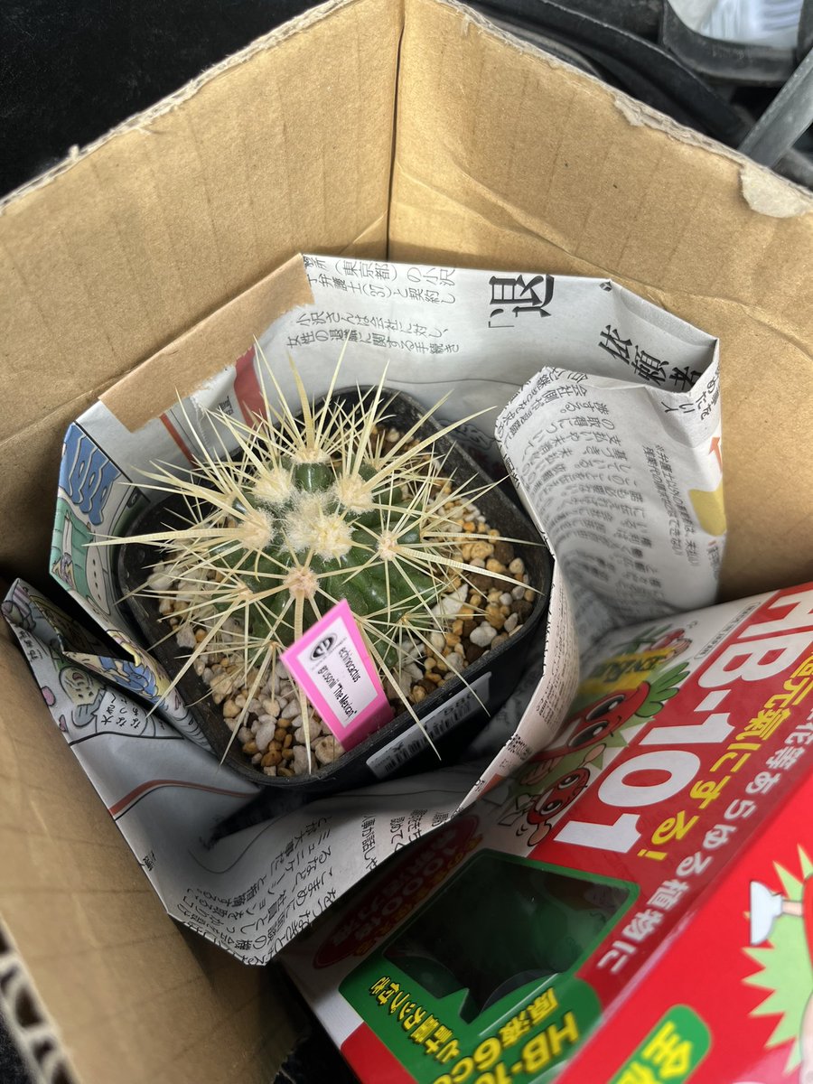 Low1982G's tweet photo. て事でサボテンGET〜🌵🤙
きんしゃち~🌵
1580円☺️
サボテンの王様です👑
#植物
#FARM
#サボテン
#Echinocactus
#grusonii
#Echinocactusgrusonii
#メキシコ
#Mexico
#JAPAN
#yokohama
#多肉植物
#観葉植物 https://t.co/F35T4qKe46