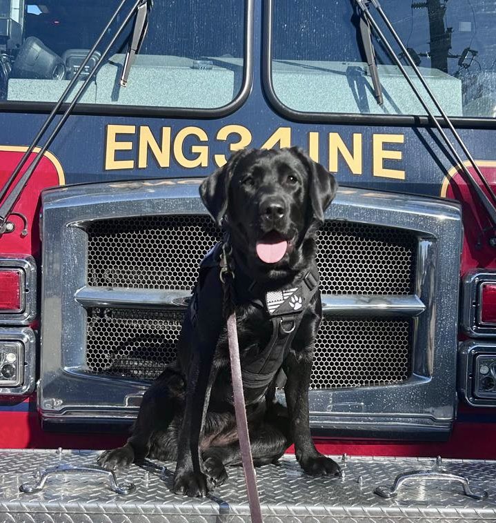 OscarTherapyDog's tweet photo. Look at how beautiful Ms.Pepper is. She is one of the pups donated by my foundation and she is already making a difference. #firstresponderspack #labrador #blacklab #giveback #makeadiffernce https://t.co/0OtuSo1B1W