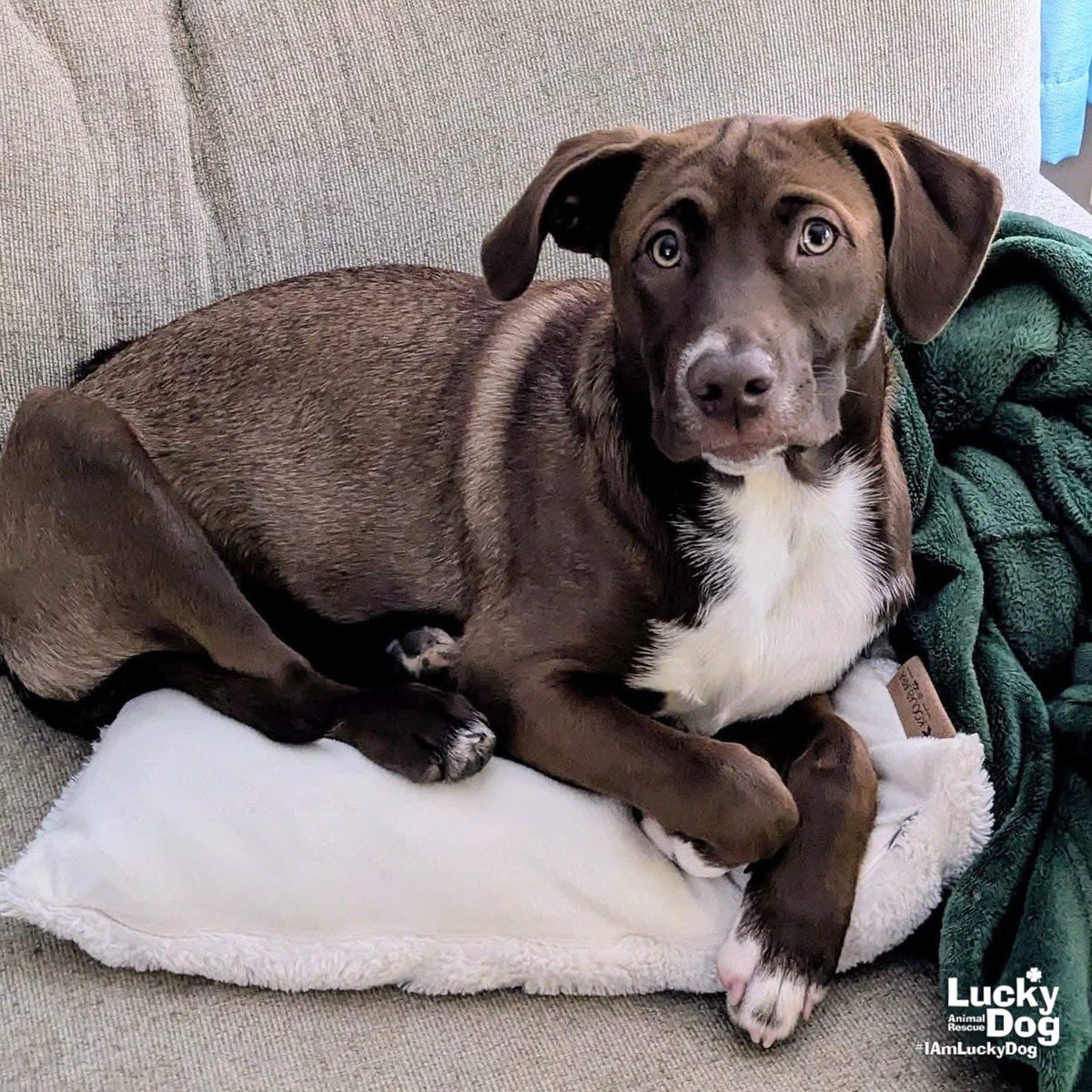 DCLuckyDog's tweet photo. ADOPTION UPDATE: Our girl Lucy Rose (formerly Blossom from B group) she's doing great and is absolutely living her best life. After losing both our senior pugs this year only months apart she has definitely helped our hearts heal. We could not be more grateful to Lucky Dog… https://t.co/QGWWl0MzMH