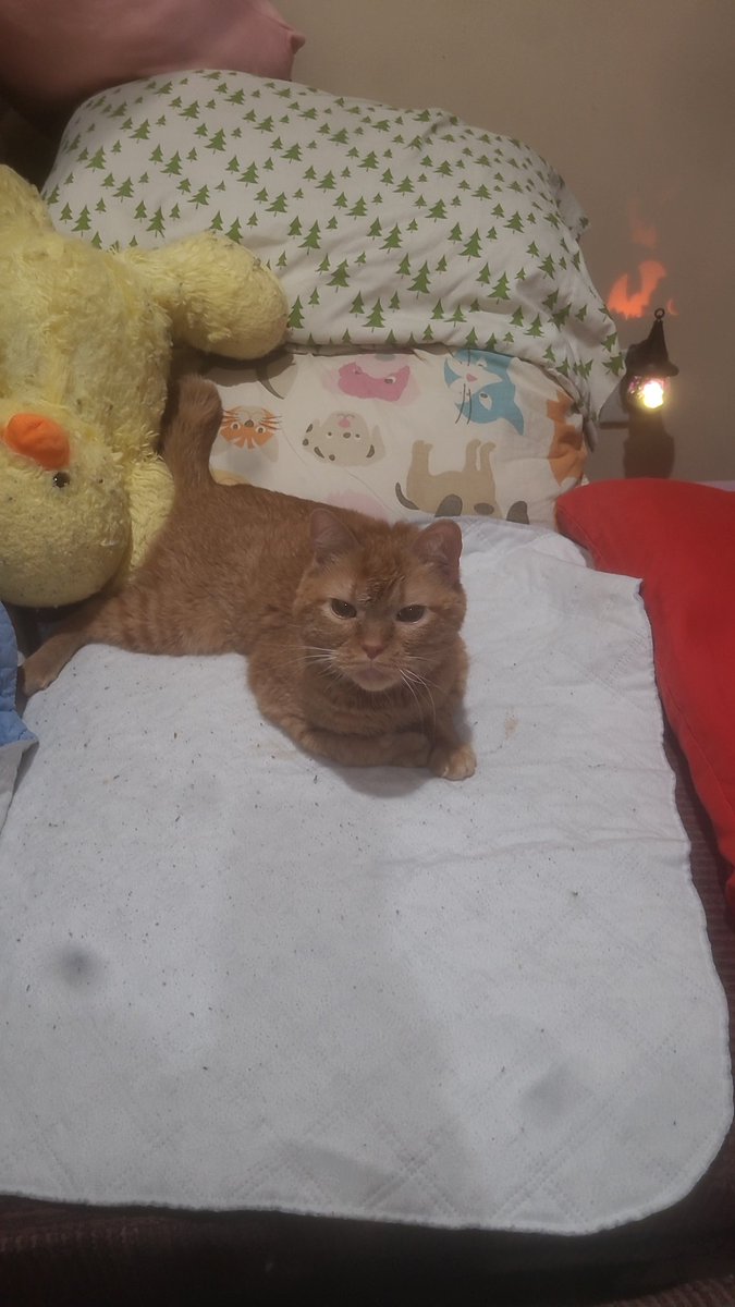 lynnslagle42's tweet photo. A purrfect gentleman ๐ #cerebellarhypoplasia #chlove #wobblykitty #chkitty #louiepatchouliblue #smallboi #cuteboi #kissableface https://t.co/uIvBzjQ6Sv