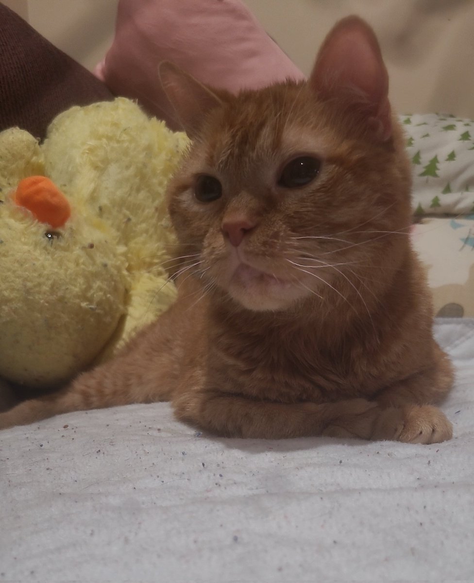 lynnslagle42's tweet photo. A purrfect gentleman ๐ #cerebellarhypoplasia #chlove #wobblykitty #chkitty #louiepatchouliblue #smallboi #cuteboi #kissableface https://t.co/uIvBzjQ6Sv
