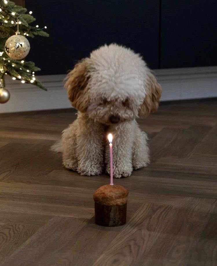 twaniimals's tweet photo. https://t.co/SRDlewj7Yj