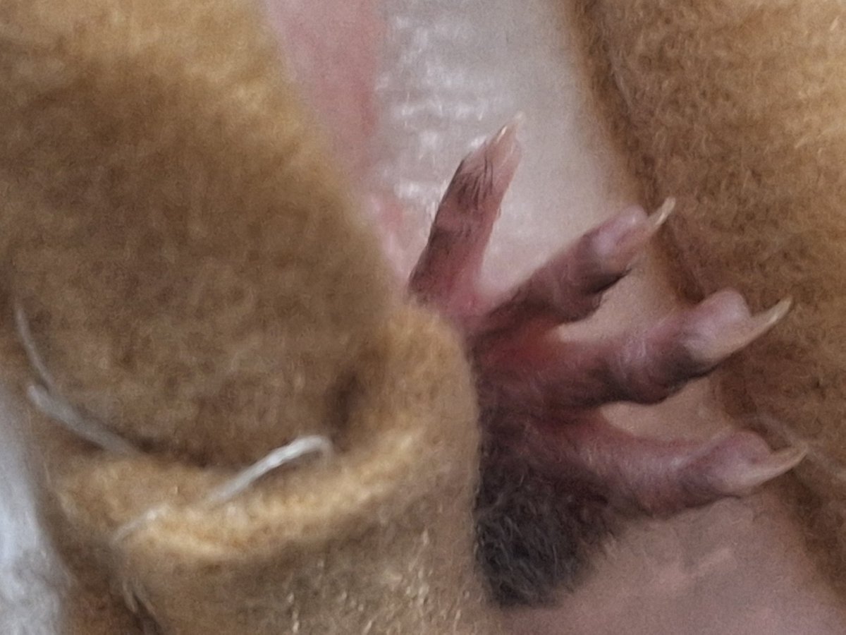 jinlo_e's tweet photo. これって誰の手だと思いますか？
 #癒し動物 https://t.co/4UEl2H151c