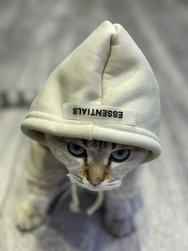 Bodegacats_'s tweet photo. https://t.co/cqPaDLUxJn