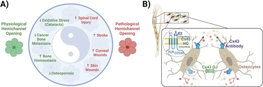 New publication entitled "Connexin 43 hemichannels and related diseases" from AlaMab Therapeutics and University of Texas Health Science Center.
academic.oup.com/abt/advance-ar…