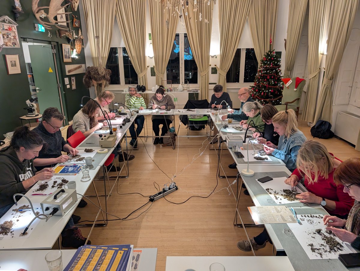 stadsnatuur's tweet image. Tijdens het Natuurcafé (KNNV Rotterdam met @HetNatuurhist Museum samen) hebben we het dieet van Kerkuilen geanalyseerd met vrijwilligers. Draagt bij aan verspreidingsonderzoek van de Noordse woelmuis (enige endemische zoogdier van Nederland) #CitizensScience