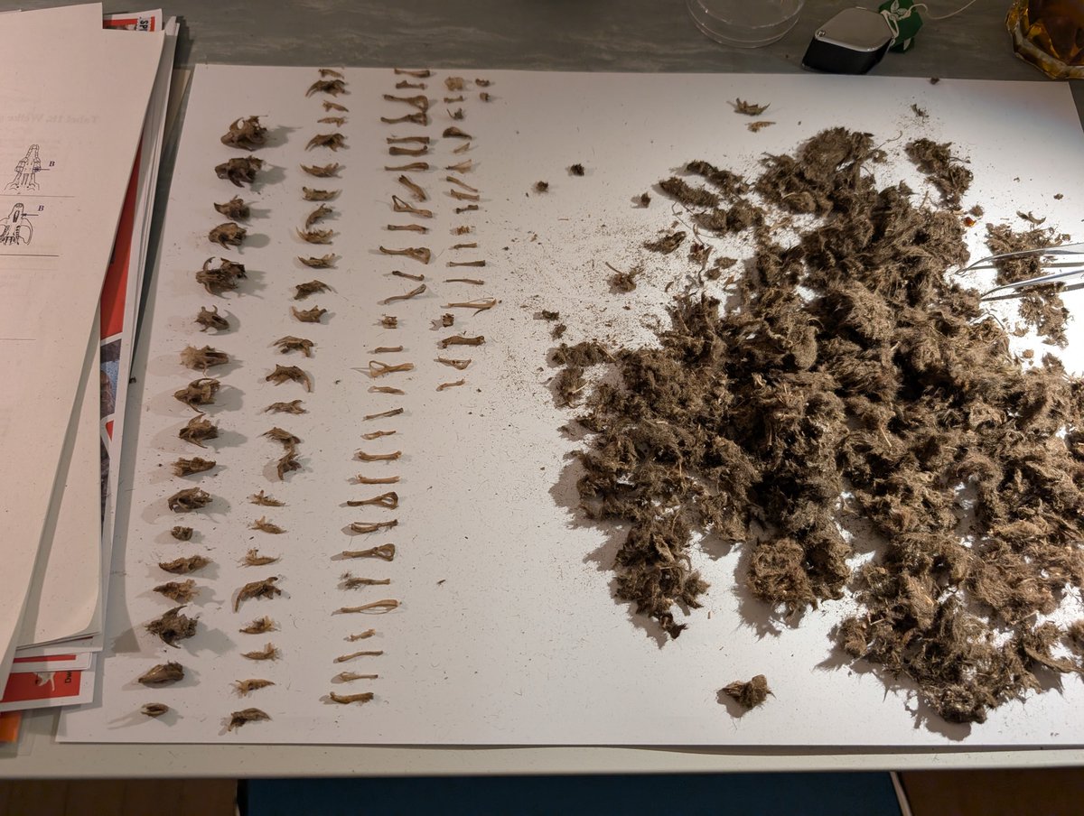 stadsnatuur's tweet image. Tijdens het Natuurcafé (KNNV Rotterdam met @HetNatuurhist Museum samen) hebben we het dieet van Kerkuilen geanalyseerd met vrijwilligers. Draagt bij aan verspreidingsonderzoek van de Noordse woelmuis (enige endemische zoogdier van Nederland) #CitizensScience