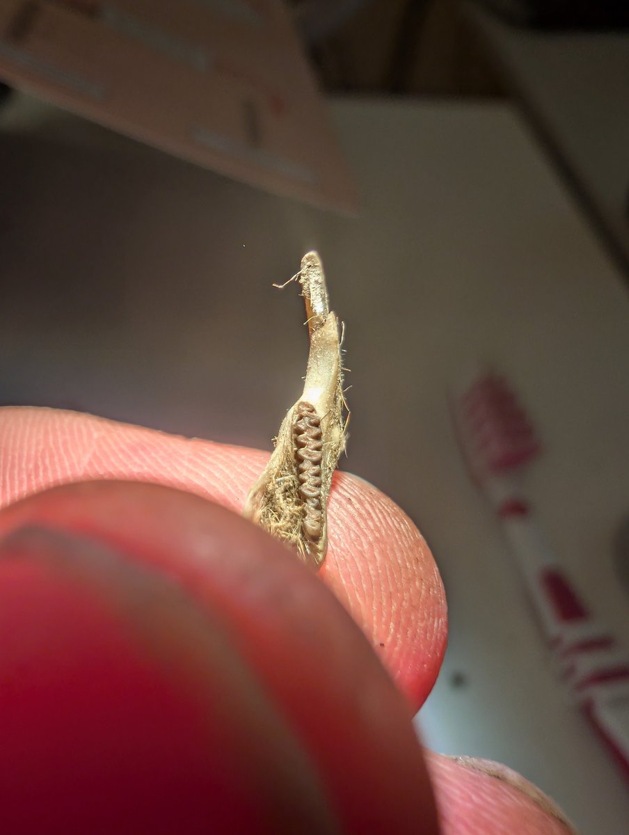 stadsnatuur's tweet image. Tijdens het Natuurcafé (KNNV Rotterdam met @HetNatuurhist Museum samen) hebben we het dieet van Kerkuilen geanalyseerd met vrijwilligers. Draagt bij aan verspreidingsonderzoek van de Noordse woelmuis (enige endemische zoogdier van Nederland) #CitizensScience