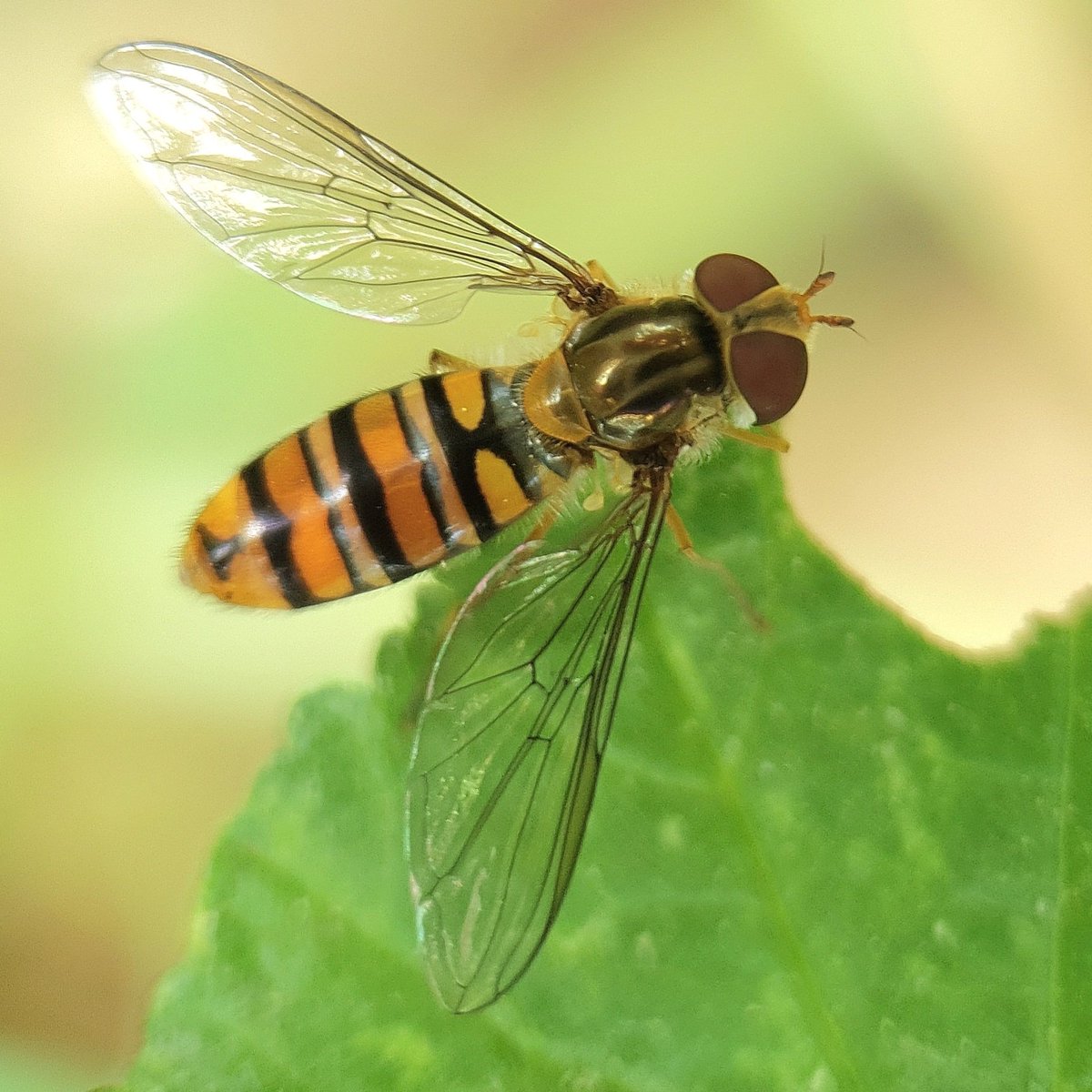 iNaturalistDZ's tweet photo. Episyrphus balteatus
May, 2023
Constantine, Algeria
Alt. 662m

Link to the observation: 
https://t.co/Z8XYzDrqBv

#insects #diptera #Syrphidae #iNaturalist https://t.co/JIFchhg7WQ