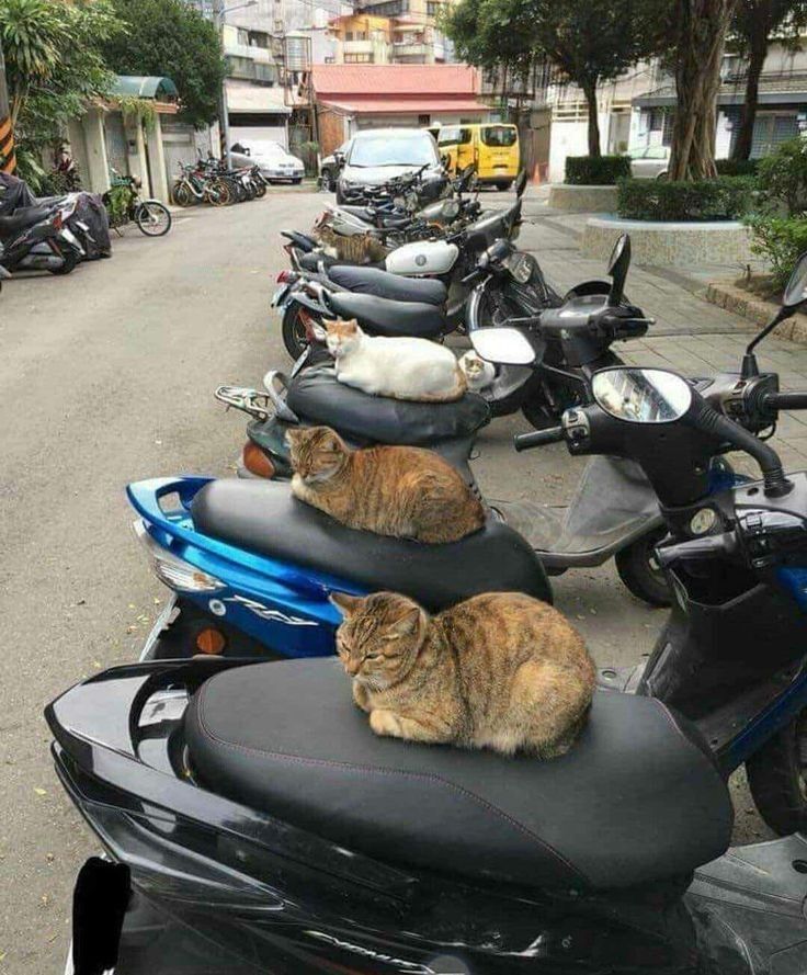 motorcycle gang