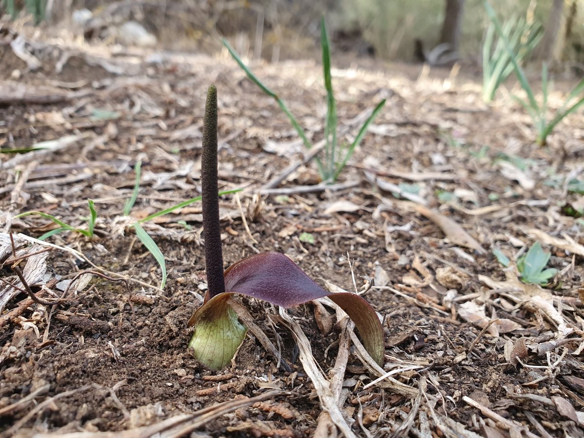 iNaturalistDZ's tweet photo. Biarum dispar
October, 2022
Constantine, Algeria
Alt. 762m

Native to: Algeria, Libya, Morocco, Sardegna, Spain, Tunisia

Link to the observation: 
https://t.co/rwK3pk0VNi

#Botany #Araceae #Biarum #iNaturalist https://t.co/MkbLDLjmPA