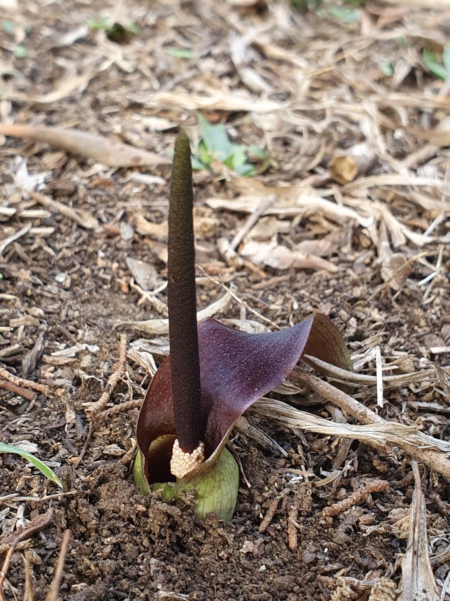 iNaturalistDZ's tweet photo. Biarum dispar
October, 2022
Constantine, Algeria
Alt. 762m

Native to: Algeria, Libya, Morocco, Sardegna, Spain, Tunisia

Link to the observation: 
https://t.co/rwK3pk0VNi

#Botany #Araceae #Biarum #iNaturalist https://t.co/MkbLDLjmPA