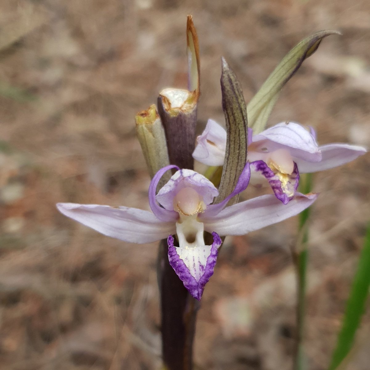 iNaturalistDZ's tweet photo. Limodorum abortivum
May, 2021
Constantine, Algeria
Alt. 951m

Link to the observation: 
https://t.co/TAc7VlW8gc

#Botany #Orchids #Limodorum #iNaturalist https://t.co/uhKxsLBqtd