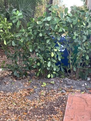 My act of kindness for day 4/7 of the Do-Gooder Challenge was to water the neighbor’s new bushes.