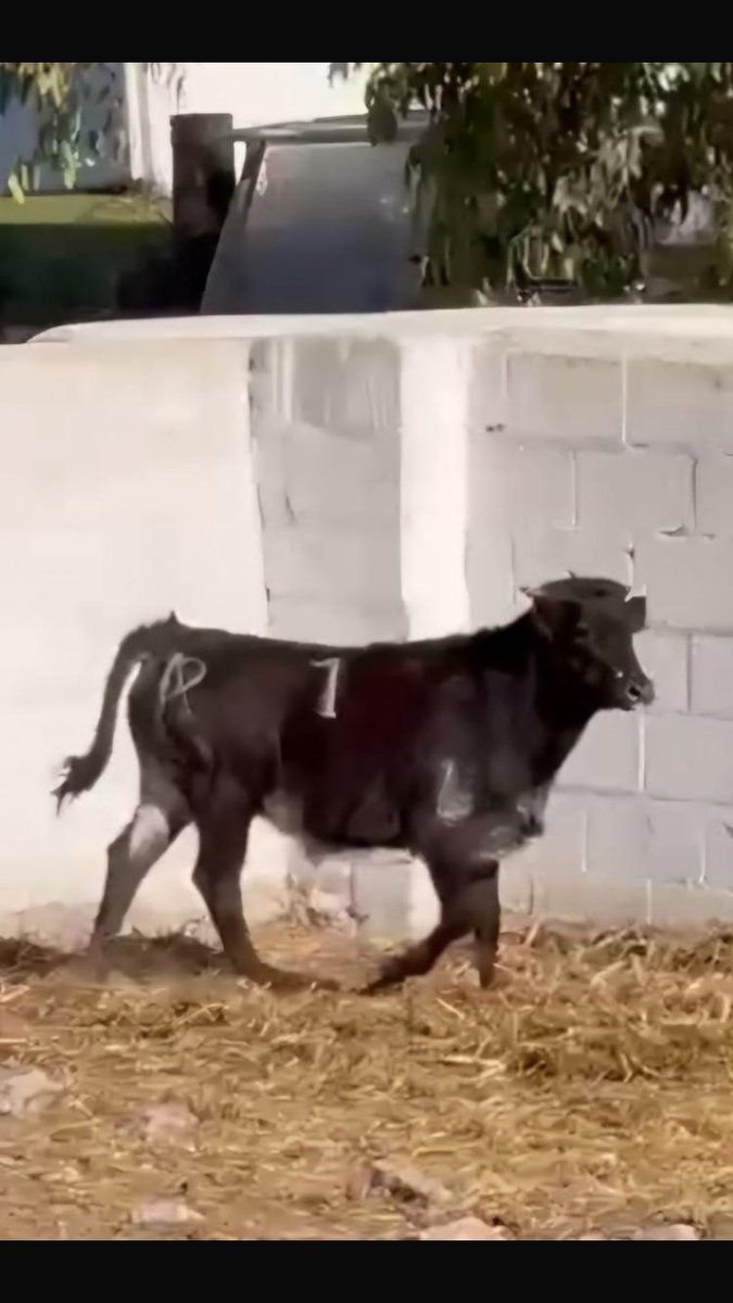 El legendario hierro de AP vuelve a vivir, ahora a nombre de su hija Begoña Pérez -Tabernero. "Camuchato Bueno", n° 1, g-4, herrado hoy mismo, marca el comienzo de la nueva era de un pial absolutamente histórico del campo bravo.