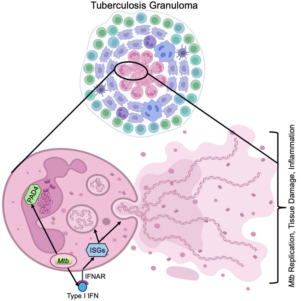 NET effect on MTb
@StallingsLab reports that M. tuberculosis infection results in release of neutrophil extracellular traps (NETs) that promote Mtb replication &amp; associate w/tissue damage. Blocking NET release yields better Mtb control
cell.com/cell-host-micr…