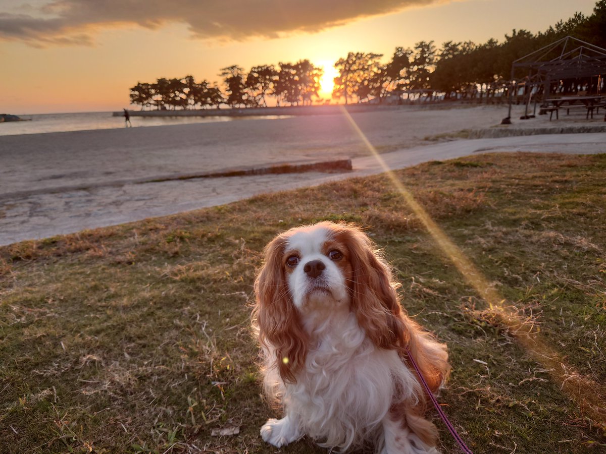 日が短いから、休みの日には明るい内にお散歩。ハニーごめんね。