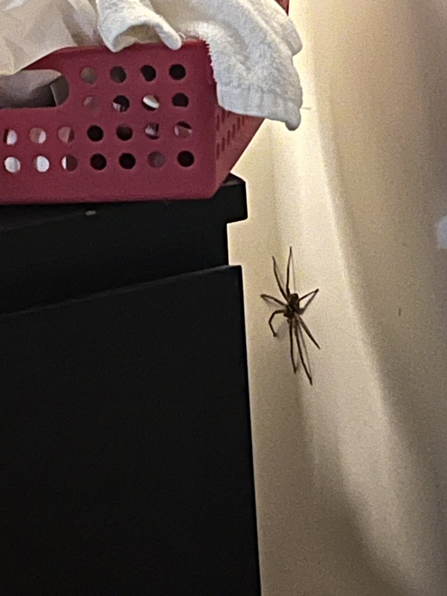 Mikee Joaquin 🤪 (@mykeyjoaquin) on Twitter photo My annual “Jumanji spider in the bedroom cuz I chose to live in Australia” photo. Please send help 🔥 🔪 🔫 My annual “Jumanji spider in the bedroom cuz I chose to live in Australia” photo. Please send help 🔥 🔪 🔫