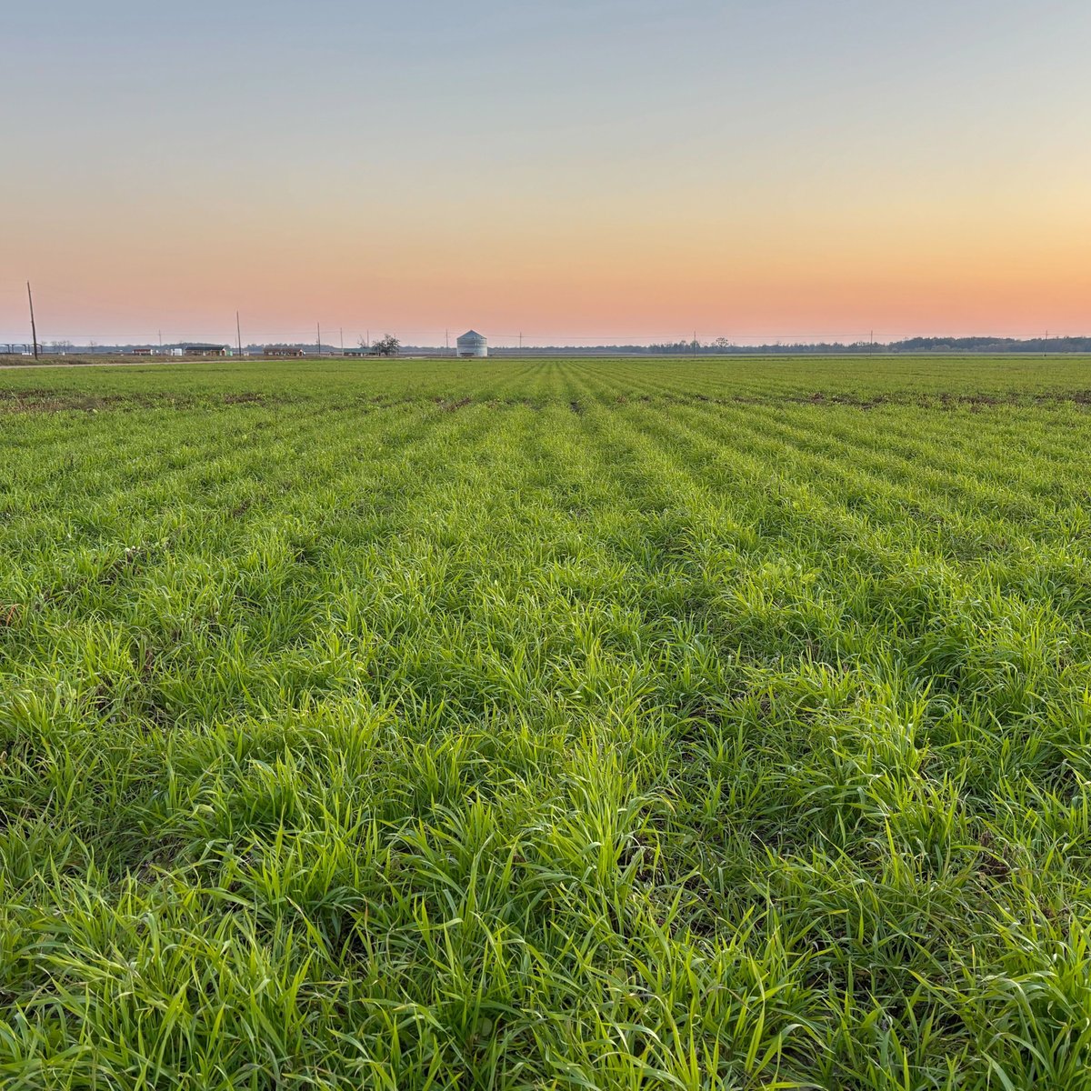 AdvancingEcoAg's tweet photo. Cover crops on an Integrity Grown™ cotton field vs the typical fallow on a conventional cotton field across the farm road. Which one feels like the better path to healthier soil?
#RegenerativeAg #SoilHealth #RegenerativeCotton #CoverCrops #IntegrityGrown https://t.co/fFHAyXlzGs