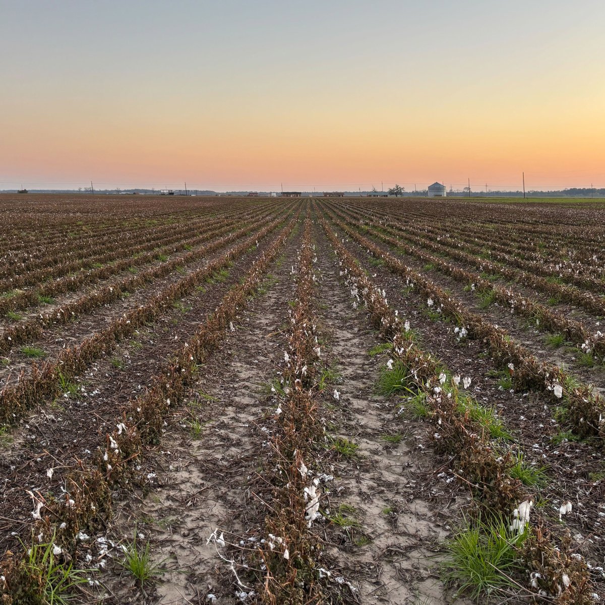 AdvancingEcoAg's tweet photo. Cover crops on an Integrity Grown™ cotton field vs the typical fallow on a conventional cotton field across the farm road. Which one feels like the better path to healthier soil?
#RegenerativeAg #SoilHealth #RegenerativeCotton #CoverCrops #IntegrityGrown https://t.co/fFHAyXlzGs