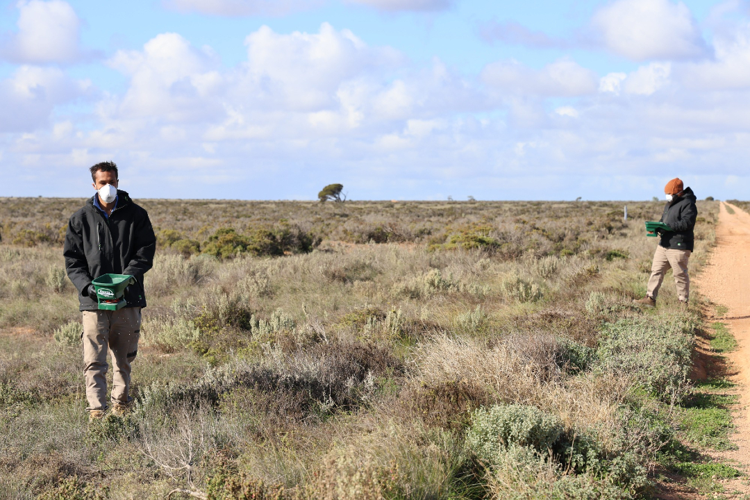 AWLandscapeSA's tweet photo. Weedy Wednesday

AW staff and Far West Coast Rangers set out on two trips to test the use of granular flupropanate on buffel grass. Conducted outside of the usual control season, the tests aim to extend the time available to control the weed. 

#buffel #weeds #invasive https://t.co/OKzLooPsuF