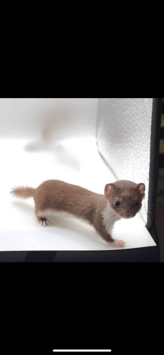 <a href="/MichaelSuppo/">Suppoman ❇️🔺</a> <a href="/YouTube/">YouTube</a> Don’t miss $AGAMA 🐿️

The NO-1 Viral TikTok Weasel 

Fully community driven project on $SOL with the aim of reaching the millions and becoming a top memecoin on Solana 🐿️

CA: 7NuMEBAxTcJqVfqMBcj4ERAWCDRRfRKBp82oNjX6pump