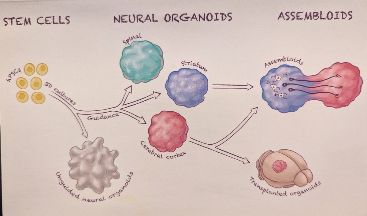 C.K. Franz, M.D., Ph.D. (@colinfranzmdphd) on Twitter photo Enjoying the amazing research on neural #organoid at 3D brain modeling conference <a href="/CSHL/">Cold Spring Harbor Laboratory</a> Enjoying the amazing research on neural #organoid at 3D brain modeling conference <a href="/CSHL/">Cold Spring Harbor Laboratory</a>