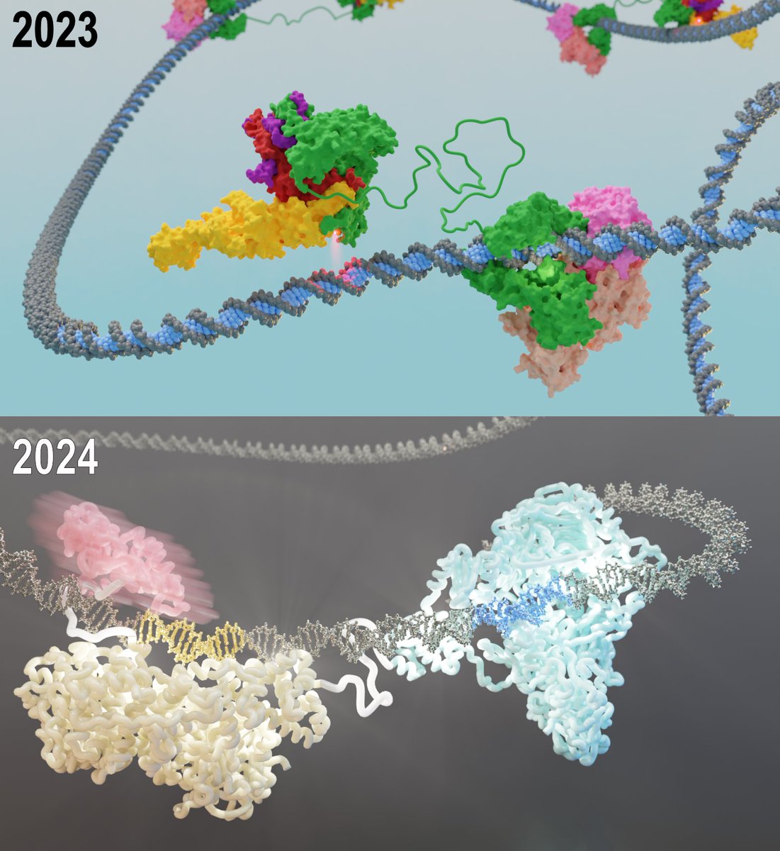 Wolfram Seifert-Davila (@wolframseifertd) on Twitter photo Our TFIIIC story continues with our latest work in NAR (academic.oup.com/nar/advance-ar…). Using cryo-EM and single-molecule fluorescence microscopy (smFM), we explored questions that remained unanswered in our human TFIIIC structure. Wanna see the updated TFIIIC structure? 🧵🪡 Our TFIIIC story continues with our latest work in NAR (academic.oup.com/nar/advance-ar…). Using cryo-EM and single-molecule fluorescence microscopy (smFM), we explored questions that remained unanswered in our human TFIIIC structure. Wanna see the updated TFIIIC structure? 🧵🪡