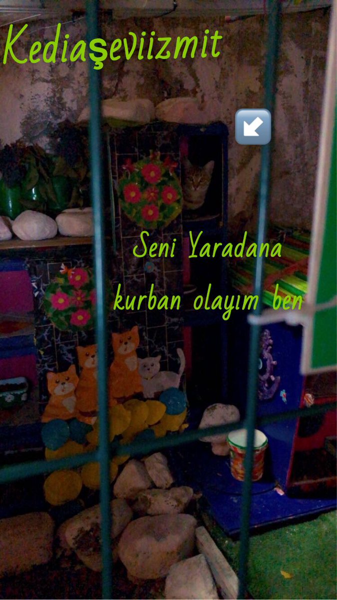 pasif41_izmit's tweet photo. Dün akşam sokak hayvanları İçin #beslemeye çıkmıştım. Her gün çıkamıyorum sağlık sorunları yaşadığım İçin. Gel gelelim yavru kedimize yaş mama aldım gidip vereyim ,erkenden eve gelirim derken #motorkurye bana çarptı kaçtı. Çok süratlıydı en az 8 kişi buna şahit. Panik atak yaşam https://t.co/O5C3NeOcTe