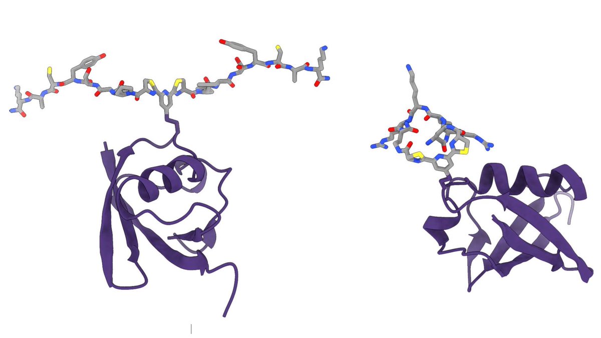 Check out our latest preprint <a href="/ChemRxiv/">ChemRxiv</a> on the biocompatible assembly of branched and macrocyclic peptides directly on the surface of proteins. <a href="/ANUChemistry/">ANU Research School of Chemistry</a>  doi.org/10.26434/chemr…