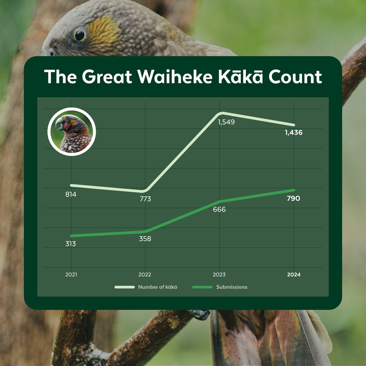 2024 Kākā Count: 790 observations (+19% vs 2023)! Avg birds/observation slightly lower, 7% decrease in total kākā (1436 vs 1549 in 2023). BUT, +76% increase since 2021! #kākā #conservation #nzbirds