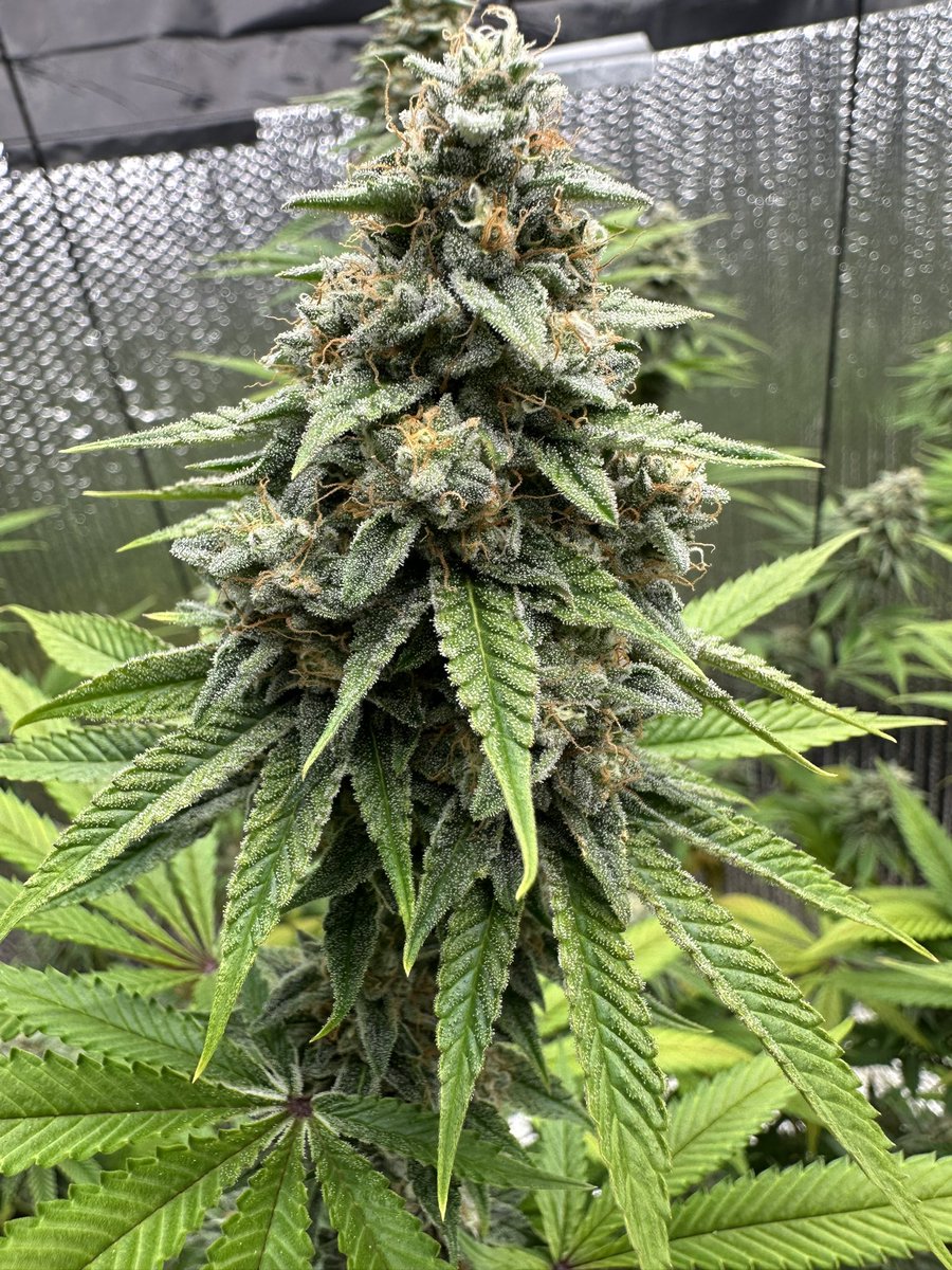 KannabiaSeedsUS's tweet photo. MONKEY GREASE by #KannabiaSeeds 🌱 @KannabiaSeeds @Kannabia_Samen @IntKannabia

📷 Credits: @hankmyers420 Thanks! 😍💯🧡💚

ℹ️ #MonkeyGrease #seeds ➡️ https://t.co/4r6hGm0amz

Fem ♀️
Monkey Grease x White Widow
Indica-sativa hybrid
#USGenetics 🇺🇸🗽

#cannabisculture #420community https://t.co/77riQYHfTd