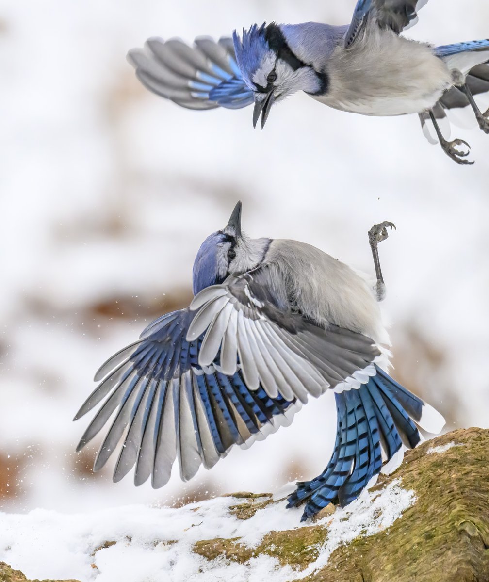 Jocelyn Anderson Photography tweet media